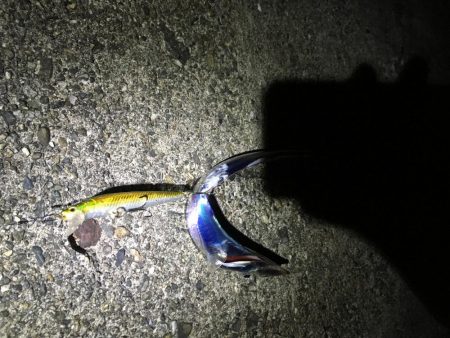 太刀魚フィーバー収まる